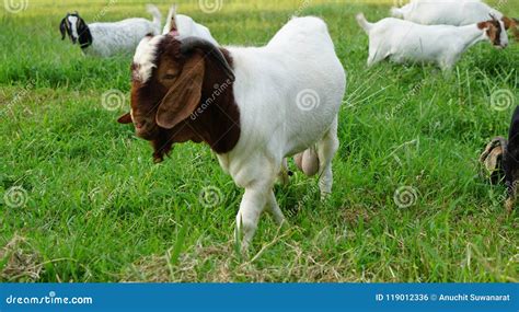 Boer 100 White Goat Stock Photo Image Of Boer Farming 119012336