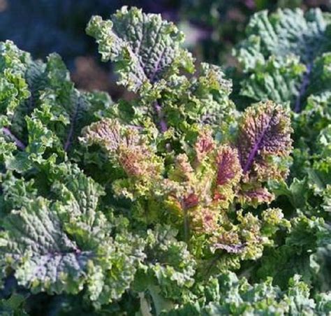 Lacinato Rainbow Kale Organic Seeds Fox Hill Nursery