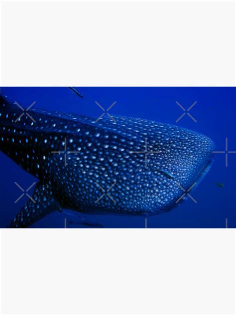 "Whale Shark Patterns" Sticker for Sale by nicolamorgan | Redbubble