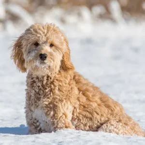 Goldendoodle Names: 275 Best Names for Goldendoodles