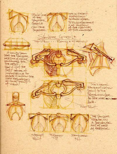 Pin by Heidi Boyce on Drawing reference | Human anatomy drawing ...