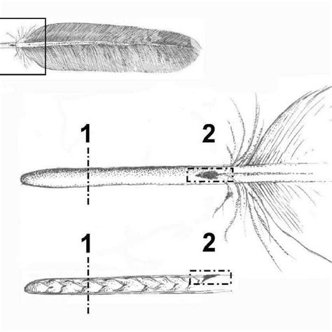 General view of a typical flight feather: (A) detail of a posterior ...