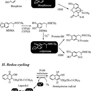 Metabolic Activation Of Chemicals Involving Covalent Attachment And