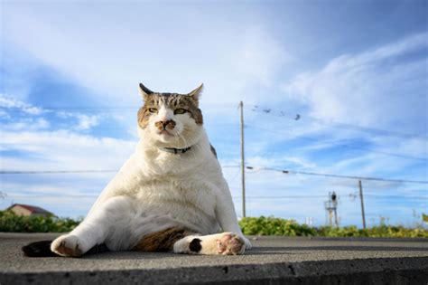 気ままなボス猫『ケンジ』 ～ 猫フォトの撮り方・魅せ方教えるべや ～ 写真展・ フジフイルム スクエア（fujifilm Square）