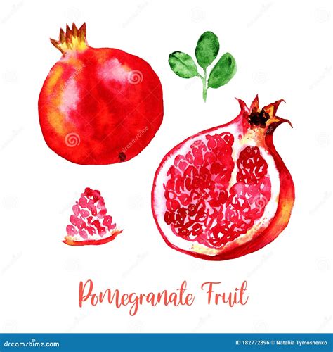 Pomegranate Fruit Red Pink Watercolor Set Images Bright Hand Painted