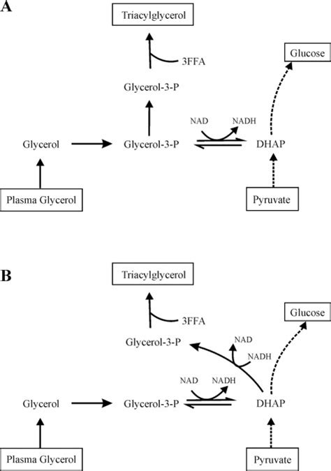 Glyceroneogenesis And The Source Of Glycerol For Hepatic