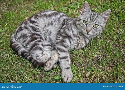 Gato De Gato Atigrado De Plata Imagen De Archivo Imagen De Gatito