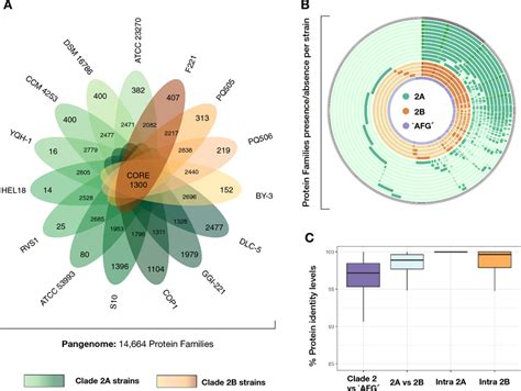 Pangenome Analysis Of A Ferrooxidans Strains Pertaining To Sublineages