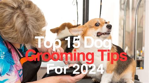 top  dog grooming tips master  art  dog grooming   top
