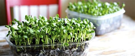 Growing Food Indoors, Vegetables for Homes & Apartments - Ecohome