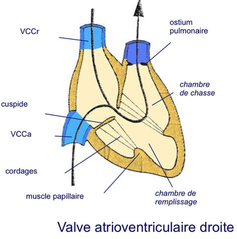 Anatomie Partie Syst Me Cardio Vasculaire Cartes Quizlet