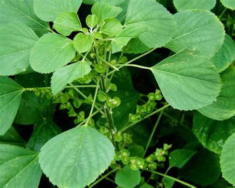 Maize Acalypha Indica Agrostar