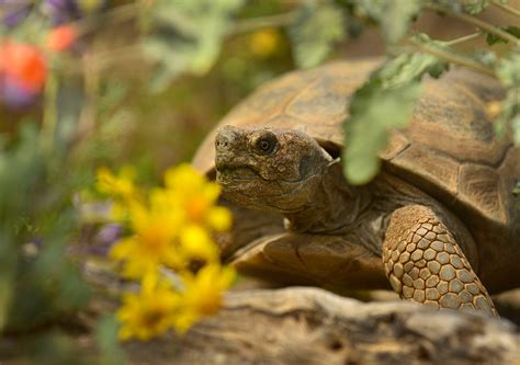 California Desert Tortoise For Sale