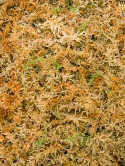 Sphagnum Moss Plantbase