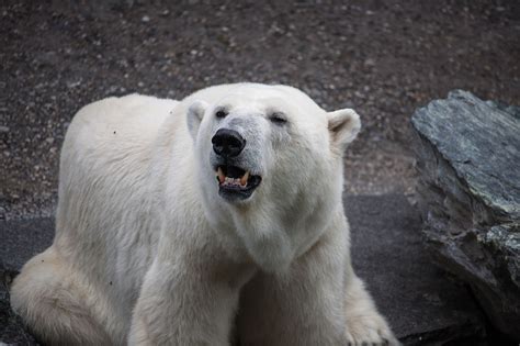 Polar bear,predator,bear,animal,dangerous - free image from needpix.com