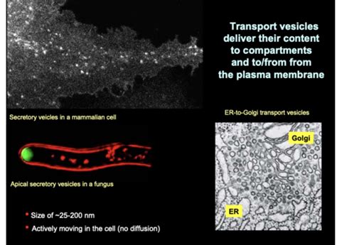Lecture 9 - Cells - Transport vesicles Flashcards | Quizlet