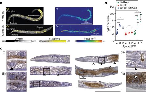 Direct In Vivo Imaging Of Ferrous Iron Dyshomeostasis In Ageing