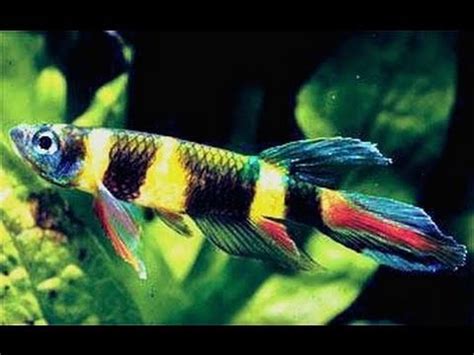 Epiplatys Annulatus Rocket Clown Killifish Breeding Group For