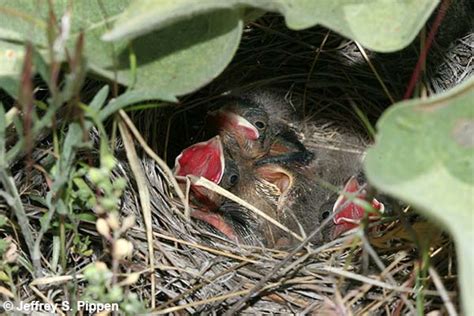 Vesper Sparrow (Pooecetes gramineus)