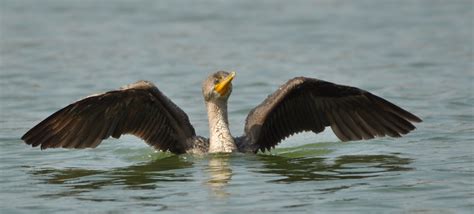 View 15 Anhinga Vs Cormorant - Janainataba