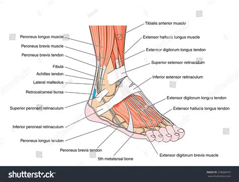 50,786 Foot muscles Images, Stock Photos & Vectors | Shutterstock