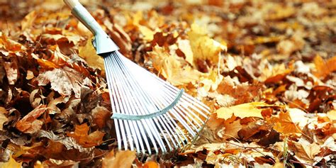 Making Raking Leaves Safe And Fun Health Blog Community Care Physicians