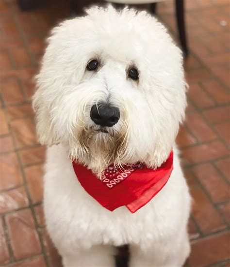 Coats - Ultra Cream - Teddy Bear Golden Doodles
