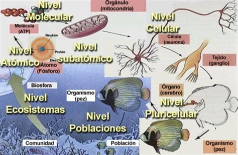 Cu Les Son Los Niveles De Organizaci N De La Materia Apuntes Para