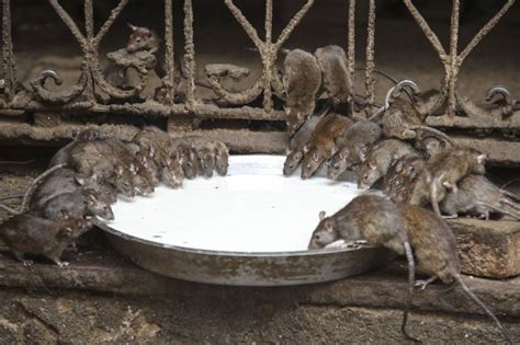 20000 Rats Temple In India That I Visited Despite My Hygiene Worries