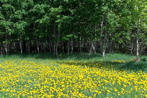 Free Images Nature Forest Grass Outdoor Field Meadow Flower