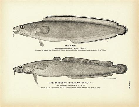 Cusk and Burbot (Freshwater Cusk) Art Print | Reproduction prints ...