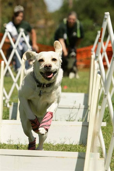 Flyball Competition