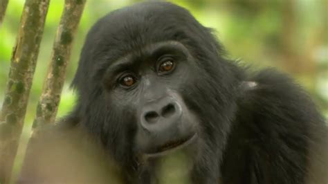 Gorilla Mating Mountain Gorilla Bbc