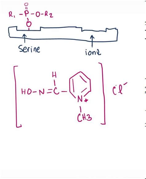 Pralidoxime Mechanism of Action - YouTube