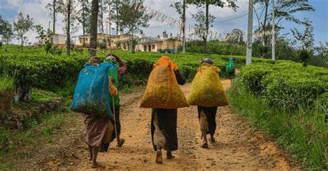 Sri Lankas Experiment With Organic… The Breakthrough Institute