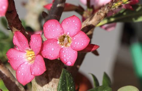 Significado Da Rosa Do Deserto Saiba Mais Sobre Essa Linda Flor