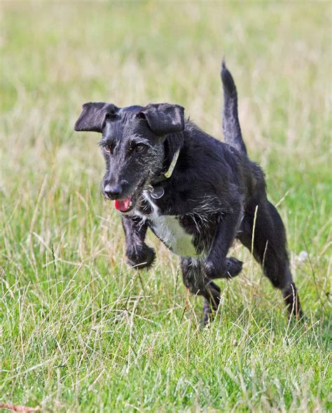 All you ever wanted to know about Prey Drive in Dogs - Acme Canine
