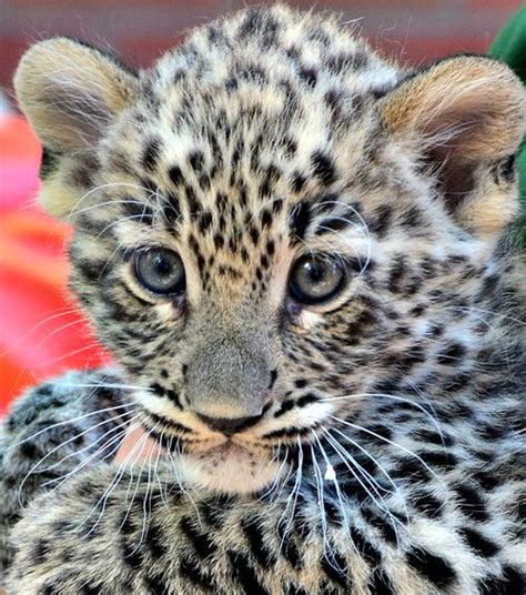 Little Leopard Emerges from the Den at Budapest Zoo - ZooBorns