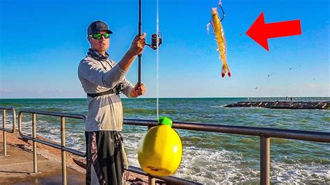 Multispecies Fishing With Live Shrimp Lemon Rig Edition Youtube