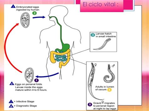 Enterobius