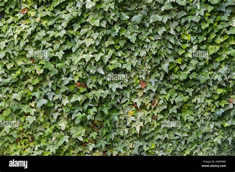 Ivy Climbing Over A Garden Wall Stock Photo Alamy