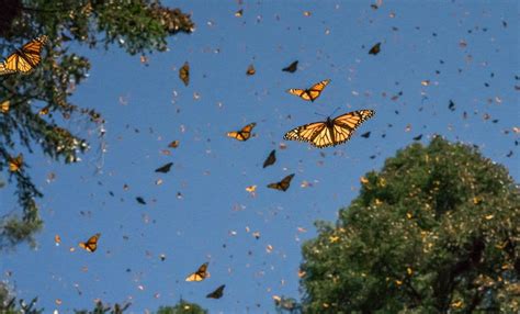 Inicia Vuelo De Mariposa Monarca En Santuarios Mexicanos