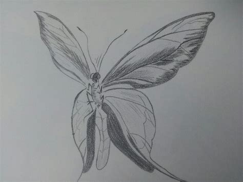 Dibujos Mariposas A Lapiz