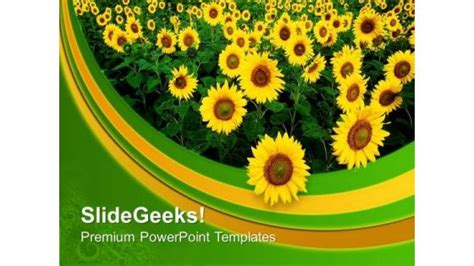 Sunflowers Powerpoint Templates Slides And Graphics