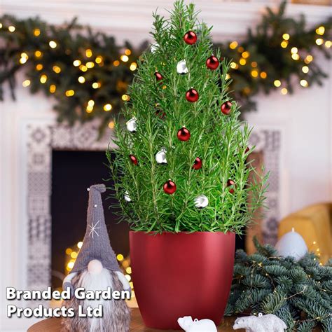 Rosemary Christmas Tree - Gift | Van Meuwen