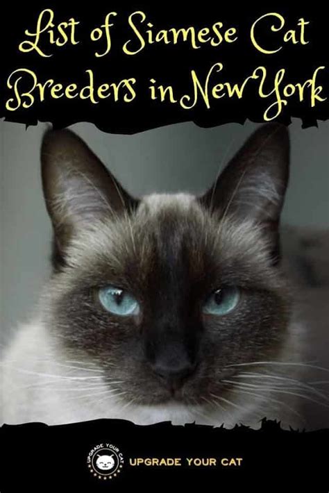 Siamese Cat Breeders in New York | Kittens & Cats for Sale