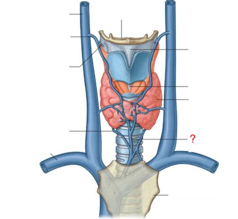 Anatomy Unit 2 Lecture 3 And 4 Mediastinum And Heart Flashcards Quizlet