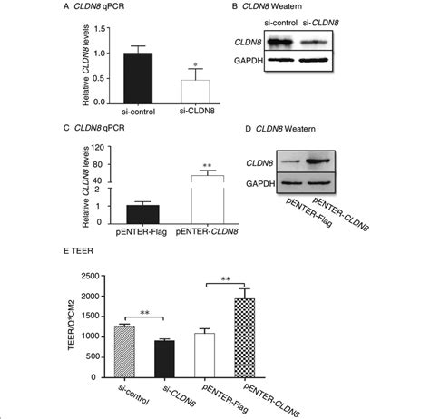 Cldn8 Regulates Teer In Caco 2 Cells A B Knockdown Of Cldn8 By Sirna