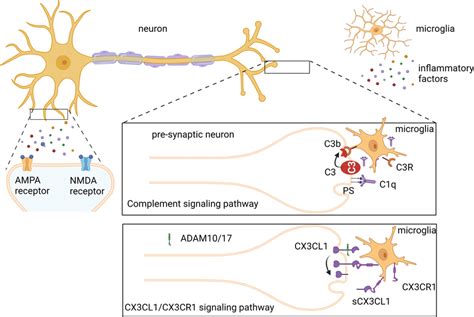 Model Of The Two Crucial Pathways Involved In The Regulation Of