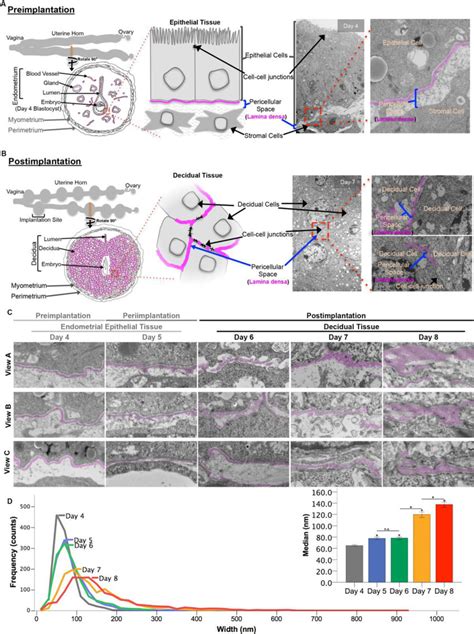 Ultrastructure Of Basement Membrane In The Endometrium And Deciduum